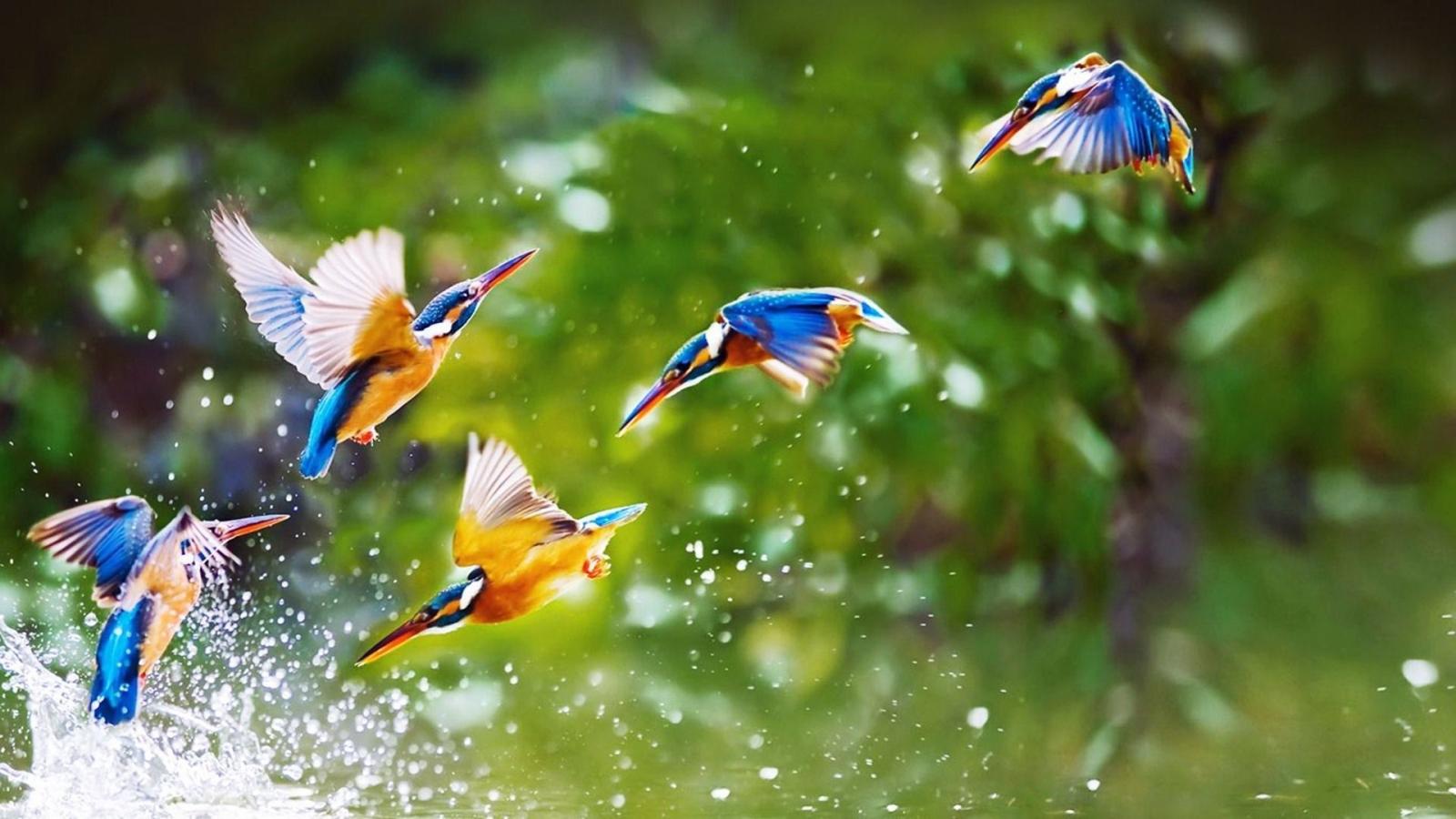 1920x1080 Lovely Birds Wallpapers (46+ background pictures)
