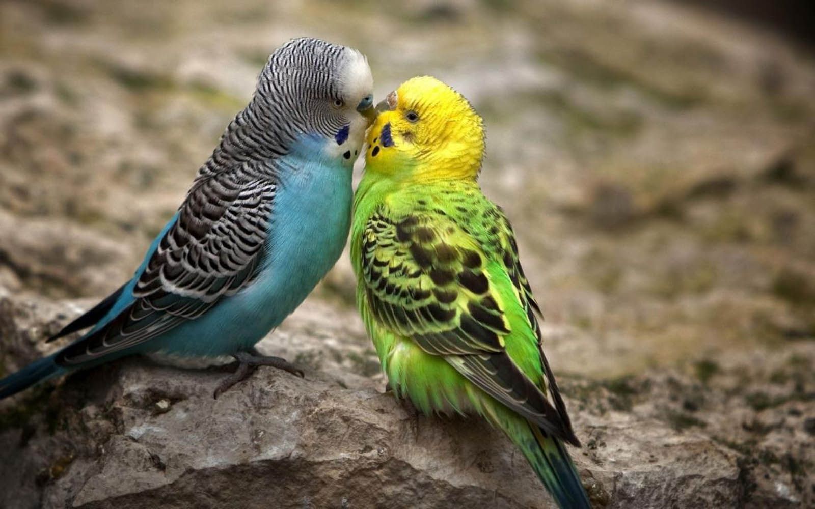 1600x1000 Love Bird Wallpapers Wallpaper Cave pertaining to Show Images Of