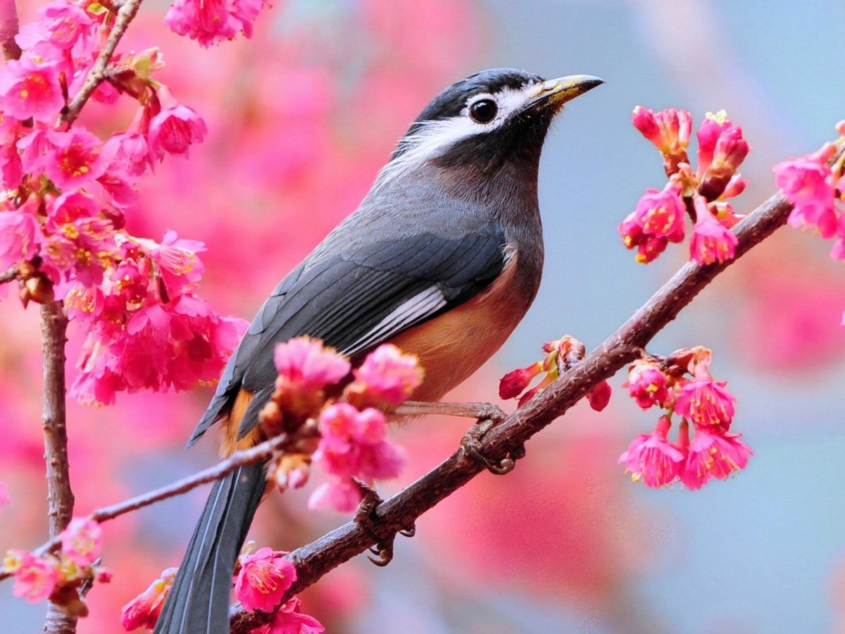 1200x900 Birds Wallpaper: Love Birds Desktop Wallpapers #2172 |.Ssofc