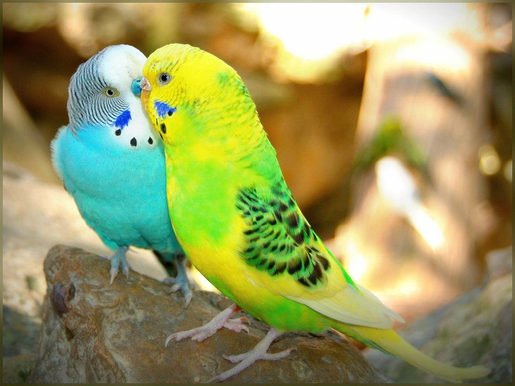 1024x768 Colossal Loving Birds Image Love Bird Wallpapers Wallpaper Cave