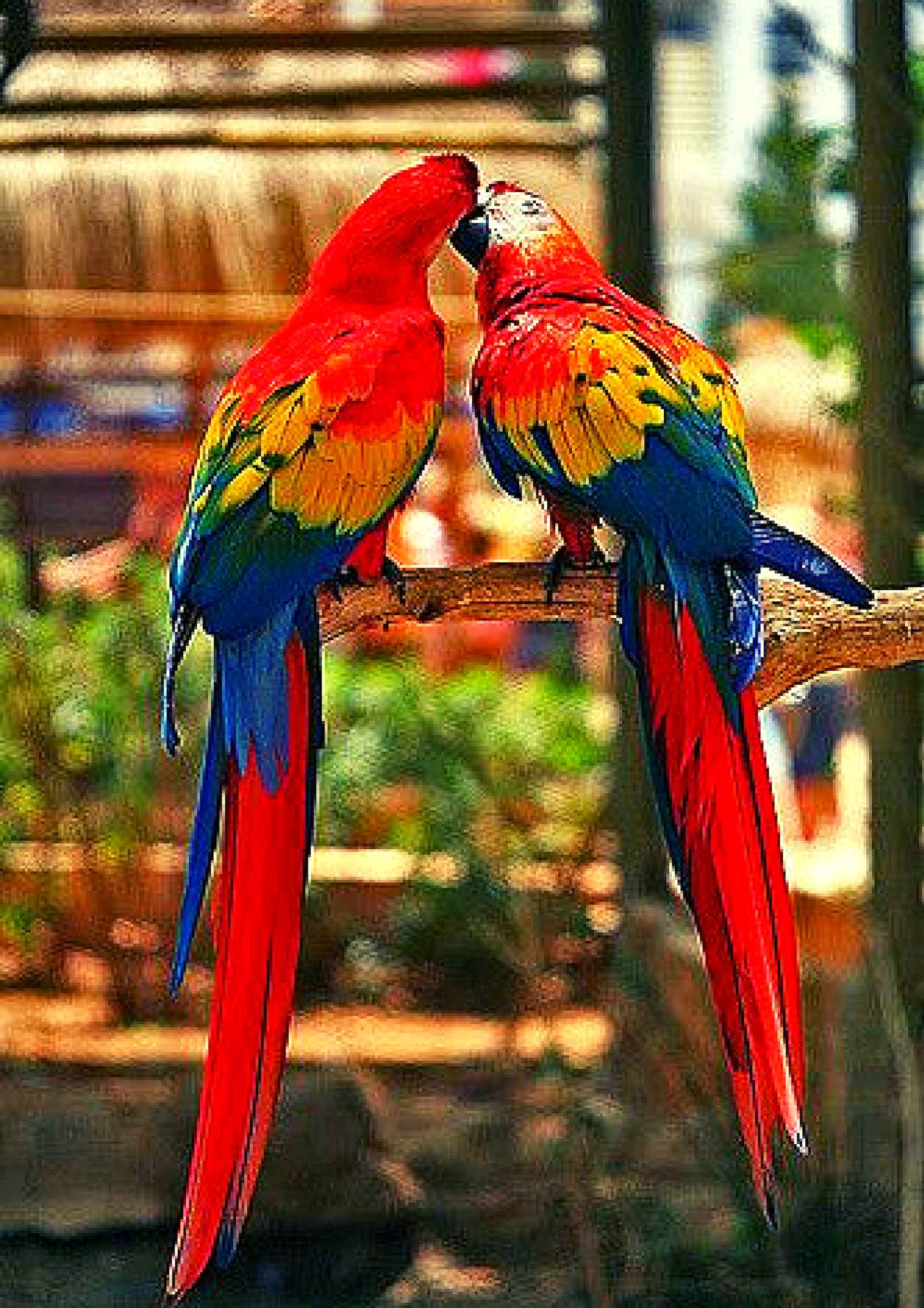 1587x2245 300+ Free Download Love Birds Images Big Size Wallpaper HD, Pics