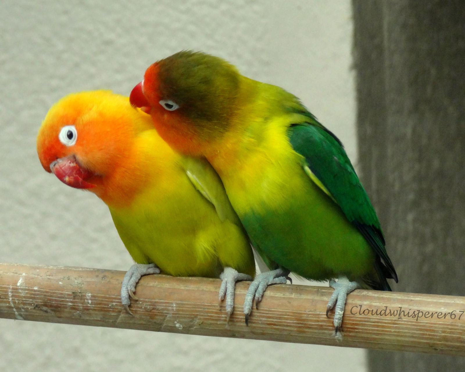 3635x2911 Top HD Lovebirds Wallpaper | Animals HD | 2540.43 KB