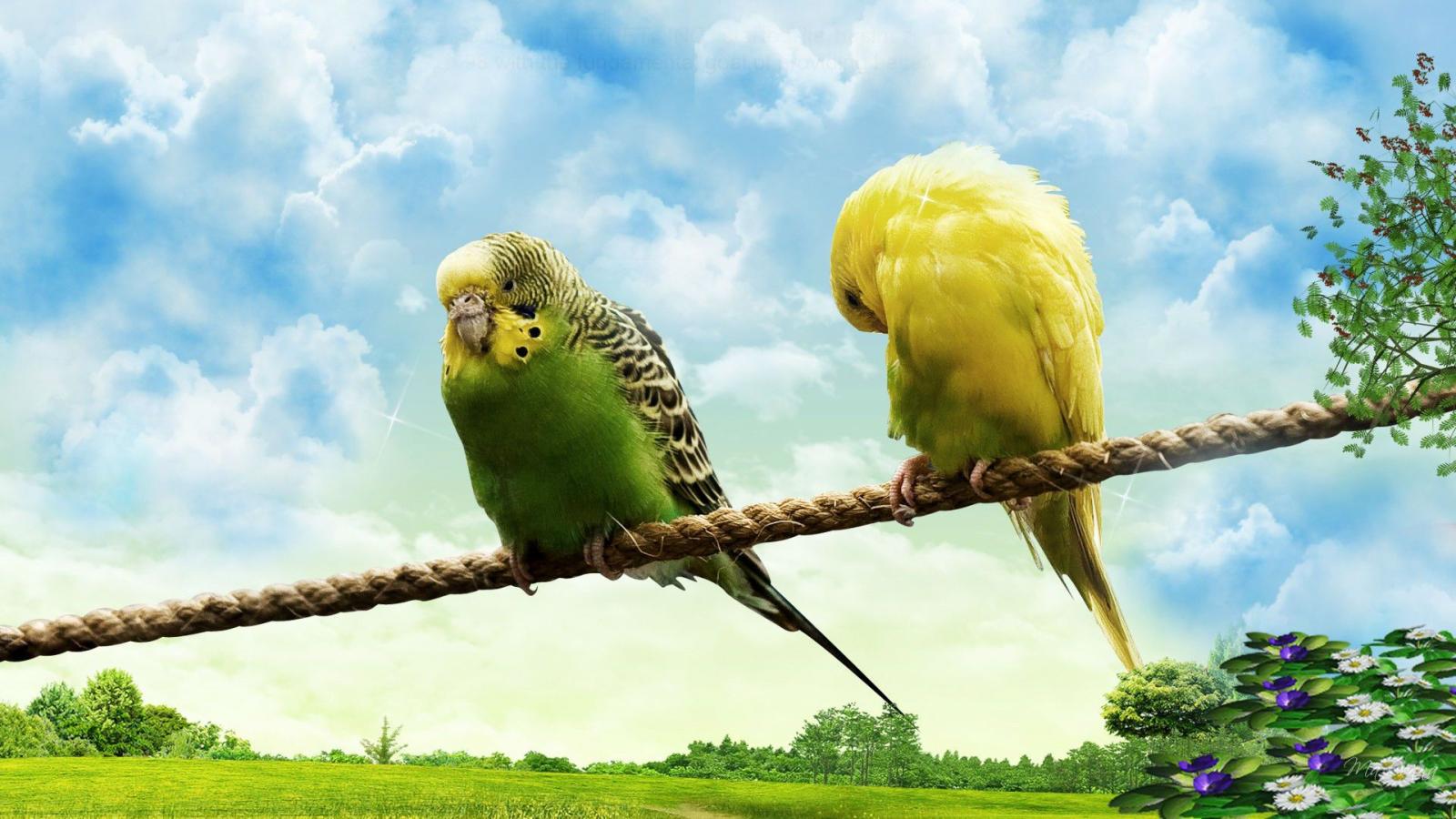 1920x1080 Love Birds Wallpaper Hd - (40+) Group Wallpapers