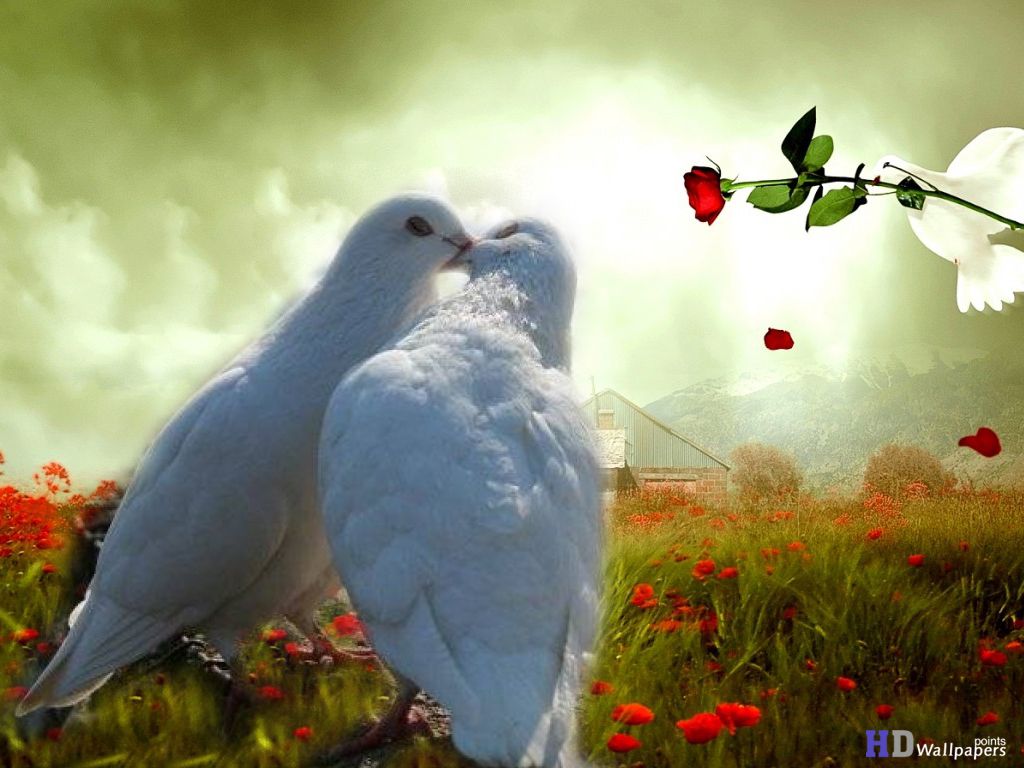 1024x768 Wallpaper Of Love Birds on MarkInternational.info