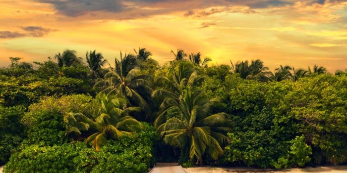 1080x1920 Exotic Island Forest Summer Vacation Android Wallpaper free download
