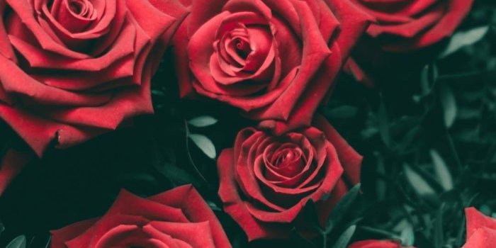 1080x1920 Supreme Rose Wallpapers