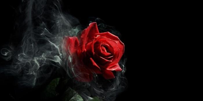 1920x1080 Gothic Roses Wallpaper (63+ images)