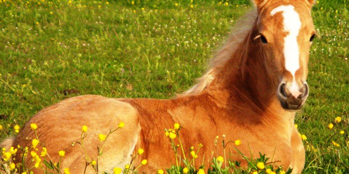 2592x1944 Cute Horse Wallpapers