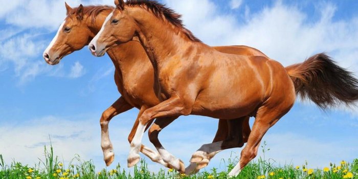 1920x1440 Cute Horse Wallpapers (68+ images)