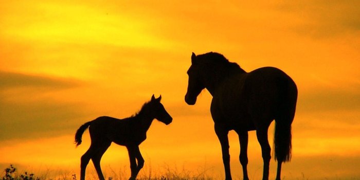 1920x1200 55+ Cute Horse Computer Wallpapers - Download at WallpaperBro