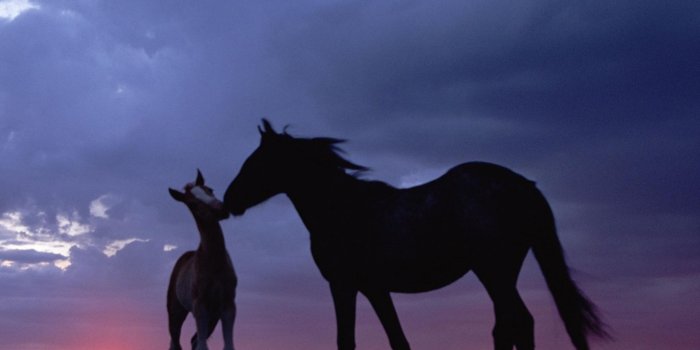 2160x1920 The Galaxy S4 Wallpaper I just pinned! | I ♥ Horses | Horses, Horse