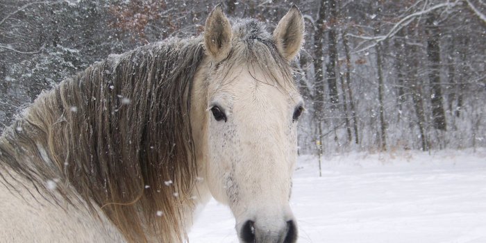 2832x2128 Cute Horse Wallpapers