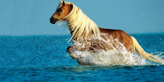 1920x1080 Cute Horse Running Computer Wallpaper