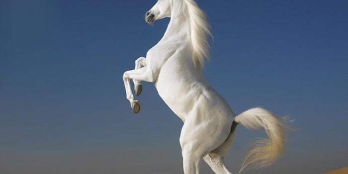 1024x768 Images For: Beautiful Cute White Coloured Horse Pictures / Photos