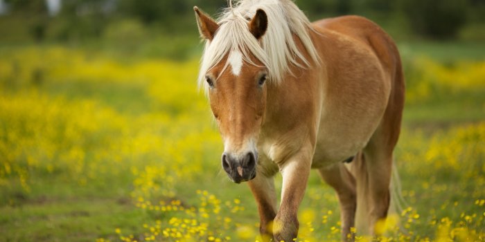 2560x1600 Free download download cute horse wallpaper which is under the horse