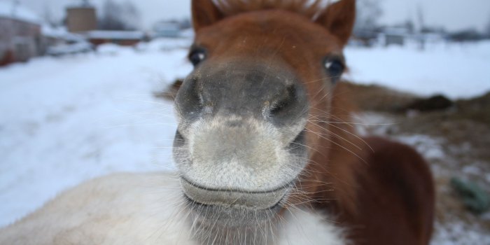 2560x1600 Cute Brown Horse Wallpaper #6898989