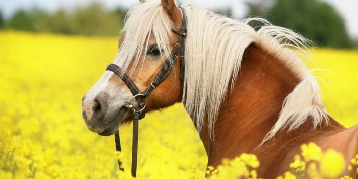 1024x768 Girly Horse Wallpapers - Top Free Girly Horse Backgrounds