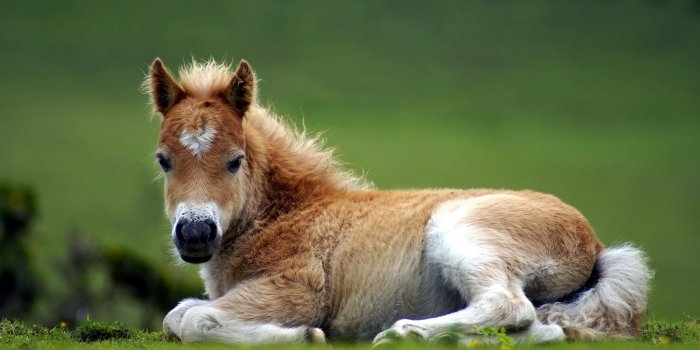 2560x1600 Cute Baby Horses HD Wallpaper, Background Images