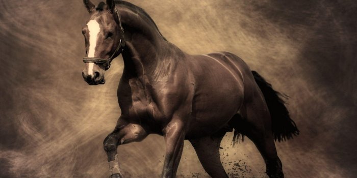 2048x2048 Cute Horse Wallpapers