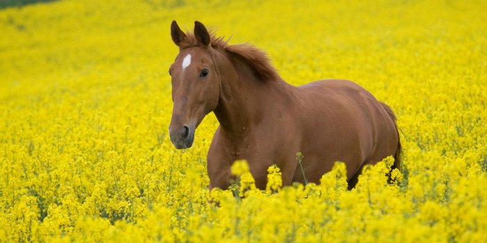 2560x1600 Girly Horse Wallpapers - Top Free Girly Horse Backgrounds