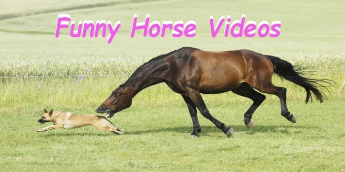 1280x720 Cute horse pictures Gallery