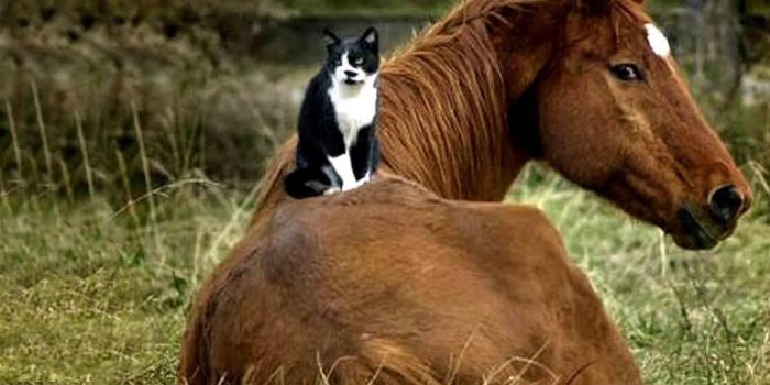 1024x768 70+ Kitten and Horse Wallpapers - Download at WallpaperBro