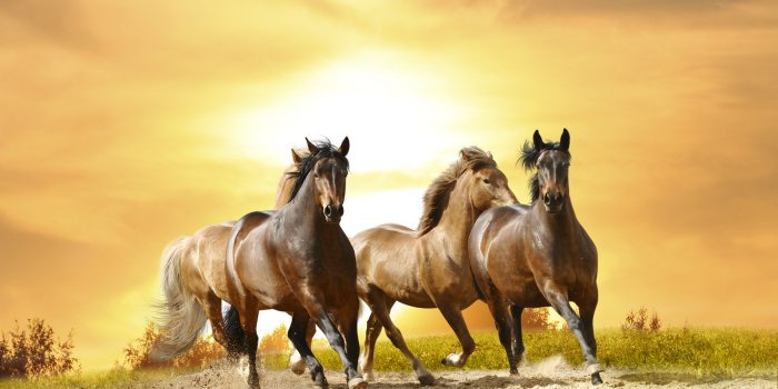 7008x4672 HD wallpaper: cute, horse, dog, white horse, grass, friendship