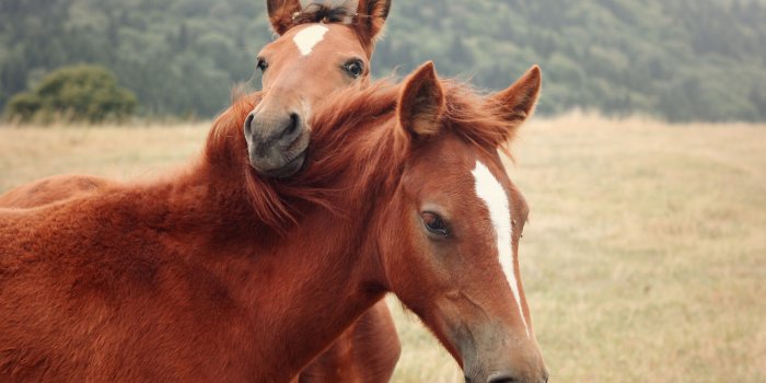 2560x1600 Cute Brown Horse wallpaper | 2560x1600 | #12396