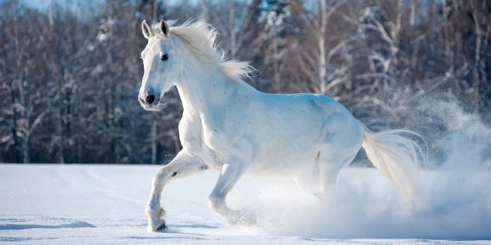 3840x2160 Wallpaper horse, cute animals, snow, winter, 5k, Animals