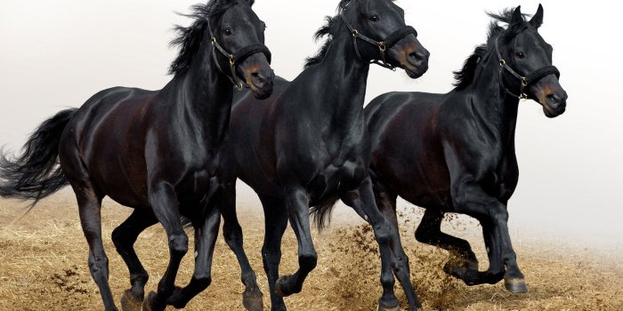 2560x1600 Cute Black Horse Wallpaper - Herd Of Black Horses (#446267) - HD