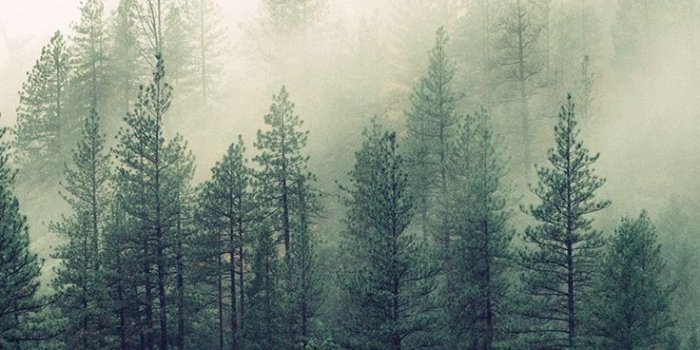 736x1308 26 Beautiful Back to Nature iPhone Wallpapers | P H O N E WALLPAPER