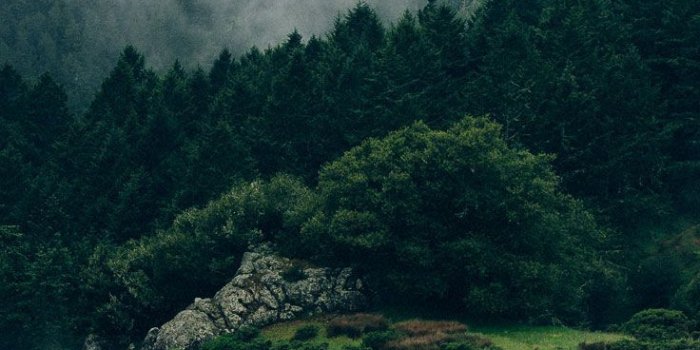 736x1308 26 Beautiful Back to Nature iPhone Wallpapers | Wallpapers