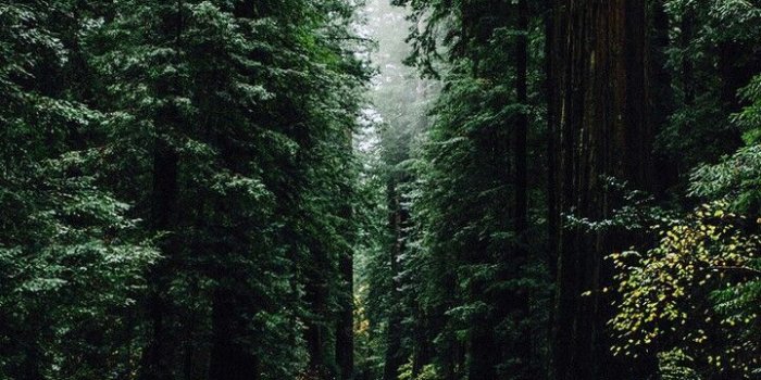 720x1280 Pinterest // @kee_ah_ruh | i P H O N E | Iphone 5 wallpaper, Nature
