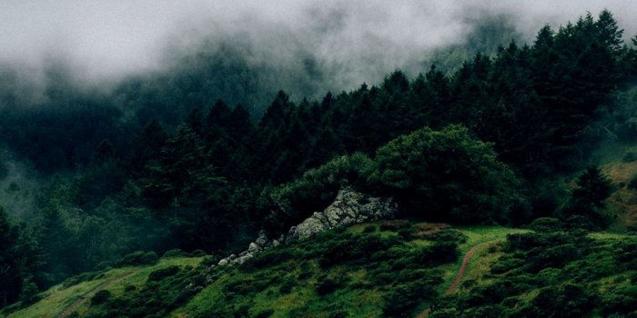 1270x691 Green Close Nature Wallpaper Desktop Backgrounds | Mobile Wallpapers