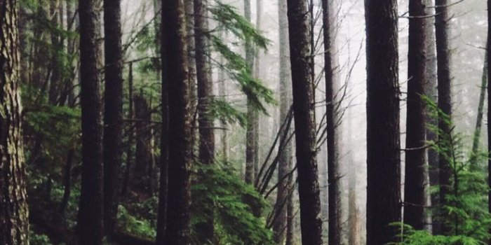 736x1308 Back to Nature iPhone Wallpaper Collection | Background | Nature