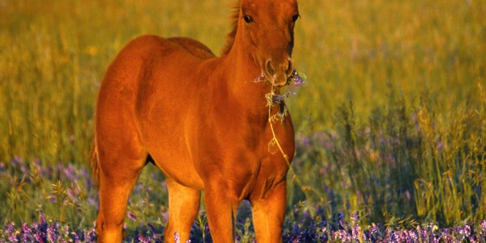 2100x1575 Cute Foal Horse Wallpaper - Free Cute Downloads