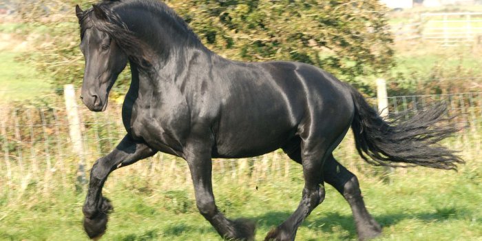 2400x1528 Horse Wallpaper Beautiful Friesian Stallion Cute Horses | Chainimage