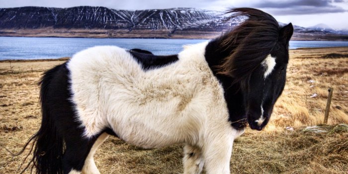 1920x1440 HD Furry Black White Horse Wallpaper, icelandic, photography, black