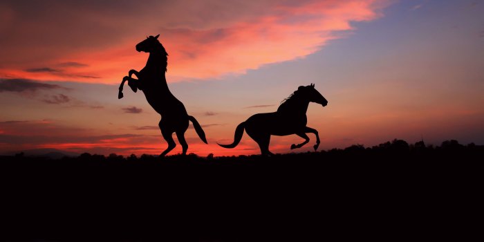 5912x4311 113740 #sunset, #cute animals, #night, #Horse | Animals wallpapers