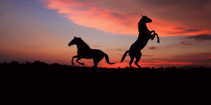 2560x1600 Cute Horse Wallpapers ,Wallpaper Download , (39) - accomodations.asia