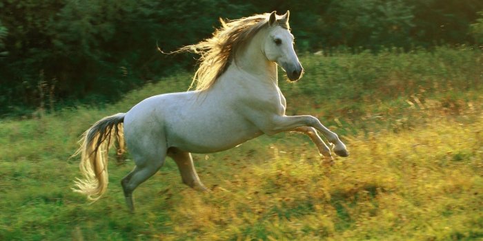1920x1080 Arabian Horse Wallpapers (56+ background pictures)