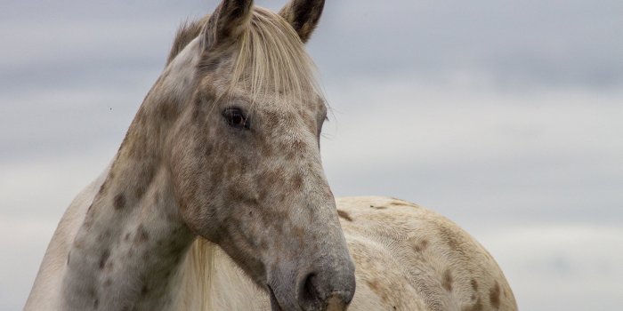 1920x1200 Cute horse Wallpaper #44493