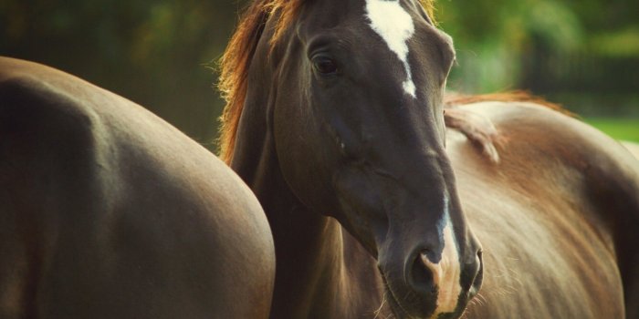 1920x1280 Cute Horse Wallpapers ·① WallpaperTag