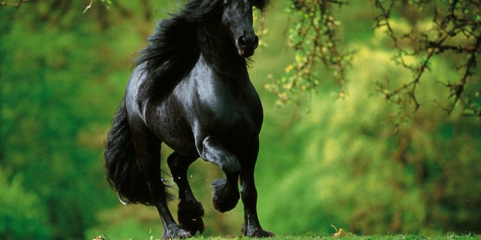 1600x1200 Cute horse wallpapers Gallery