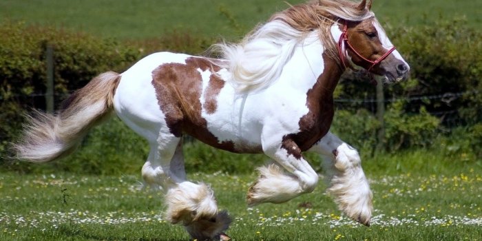 1600x1000 Cute Horse Wallpaper Wallpaperlepi Kitten Games Free - Litle Pups