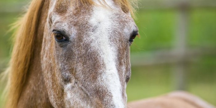 959x1440 Free wallpaper background: Old Cute Horse Animal Picture