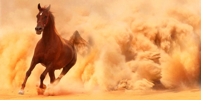 2560x1600 Cute Horse iPhone Wallpaper_hd wallpaper_download free wallpaper