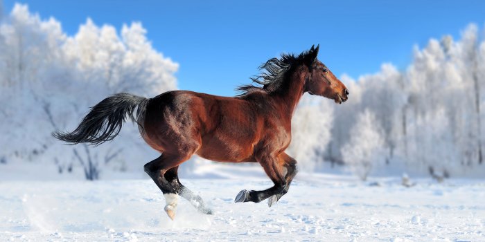 3840x2160 Wallpaper horse, cute animals, snow, winter, 4k, Animals Wallpaper