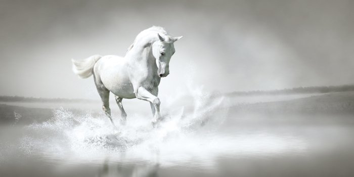2880x1800 Animals Cute Horse HD Wallpapers
