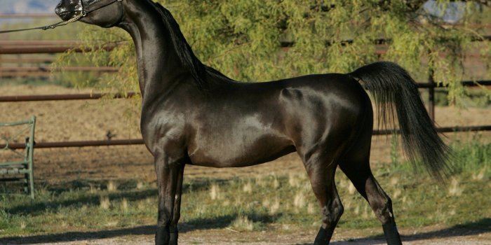 2560x1600 beauty, Cute, Amazing, Animal, Beautiful, Black, Friesian, Horse, In